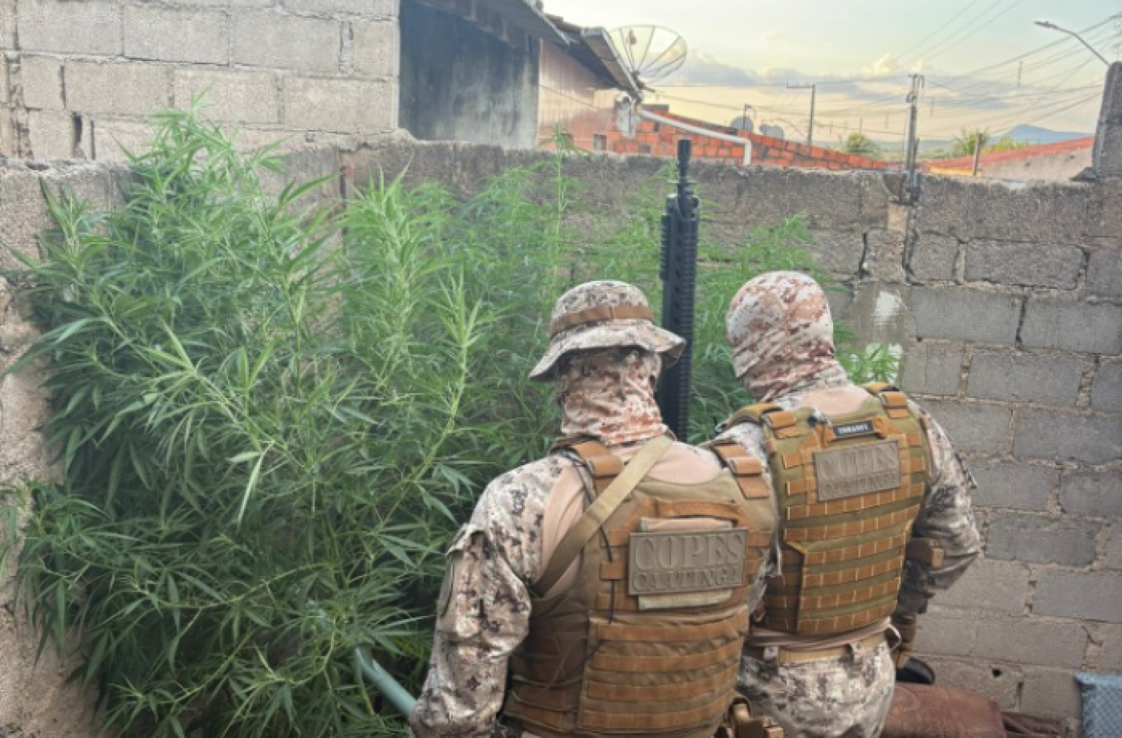 PM encontra plantação de maconha em oficina no Sertão de Alagoas