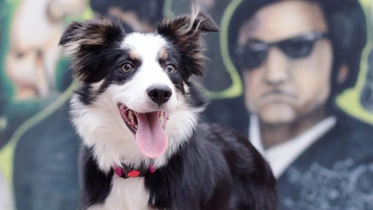 Cães geniais: o que torna alguns cachorros capazes de aprender palavras tão rápido?