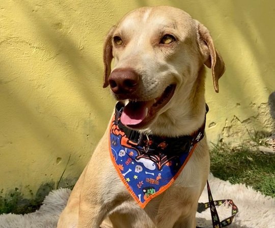 Feira de adoção promove encontro entre animais resgatados e futuros tutores em Maceió
