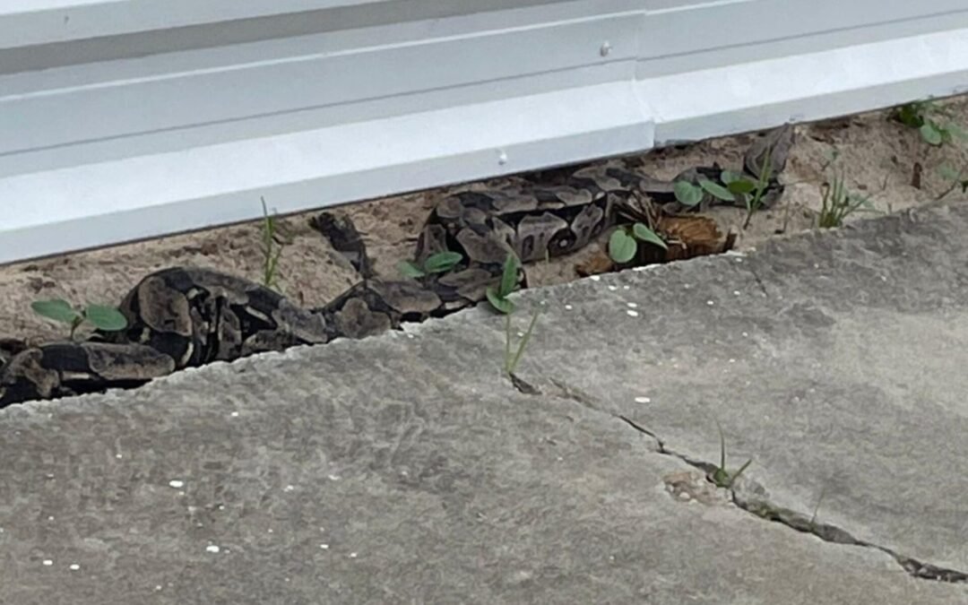 Cobra de grande porte é resgatada pela Polícia Militar em Maceió