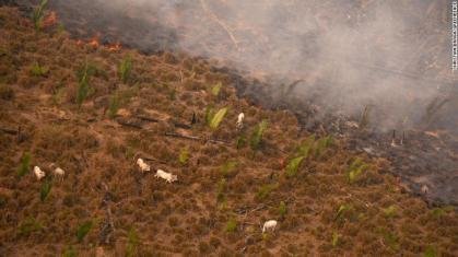 Ibama sob ataque no Congresso: projeto em urgência ameaça desmontar fiscalização na Amazônia