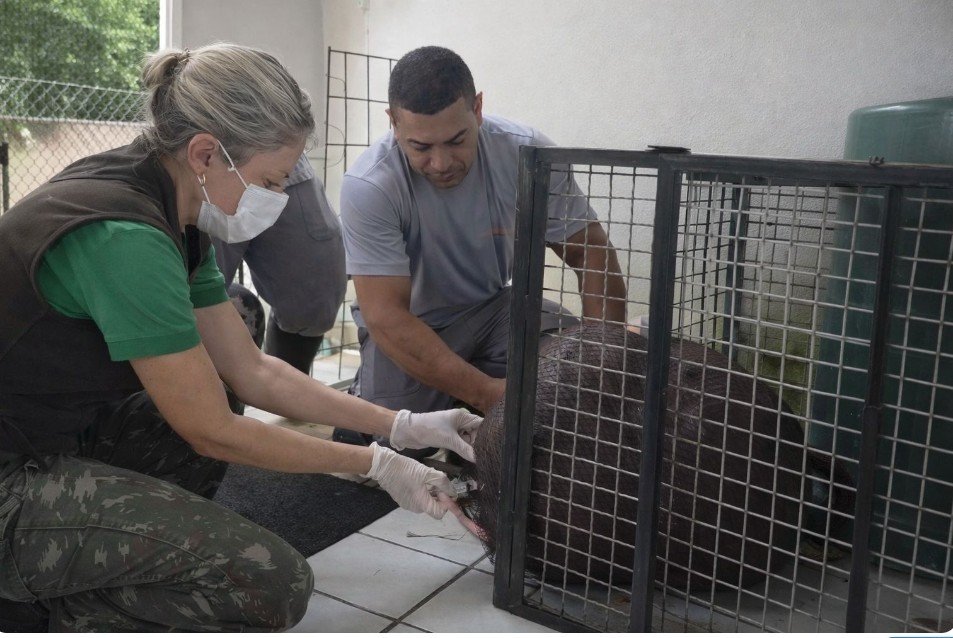 Capivara resgatada no Farol morreu por miopatia de captura, aponta avaliação veterinária