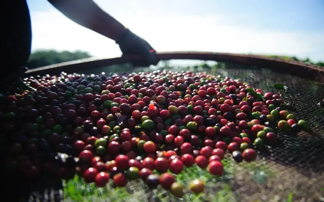 Estudo identifica trabalho escravo em todas as fazendas de café analisadas em Minas Gerais