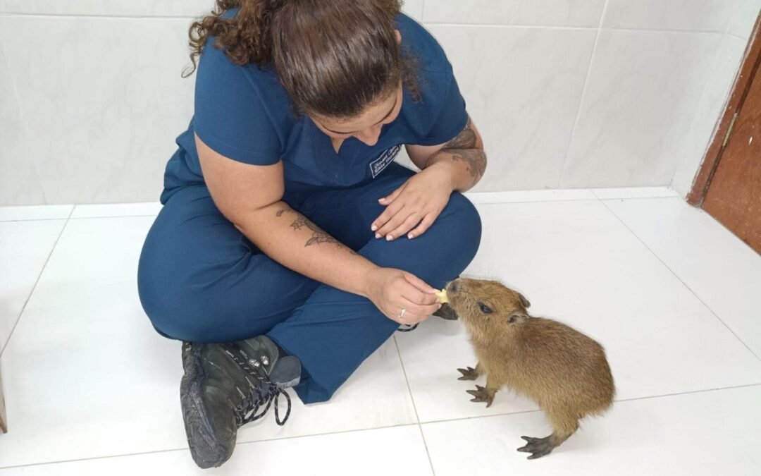Filhote de capivara resgatado em Atalaia ganha novo lar em Fortaleza