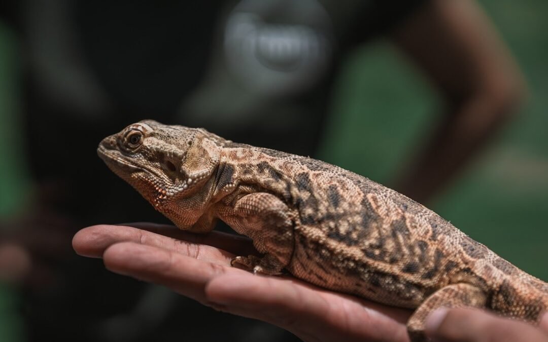 Mercado de pets exóticos cresce em Alagoas e impulsiona faturamento de criadouros legais