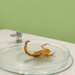 Foi picado por escorpião? Saiba qual unidade de saúde procurar em Alagoas