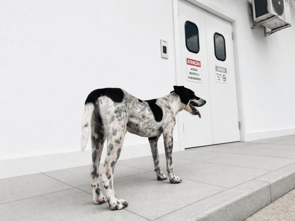 Fidelidade emociona: cachorro acompanha tutor e espera alta em hospital de Rio Largo
