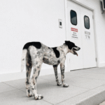 Inscrições para Curso de Formação de Cuidadores de Animais em Maceió são prorrogadas até 22 de junho
