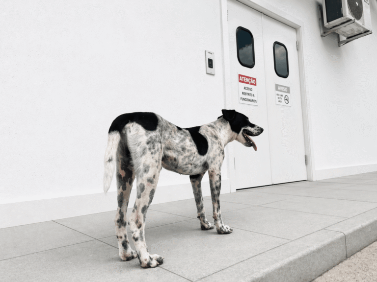 Fidelidade emociona: cachorro acompanha tutor e espera alta em hospital de Rio Largo