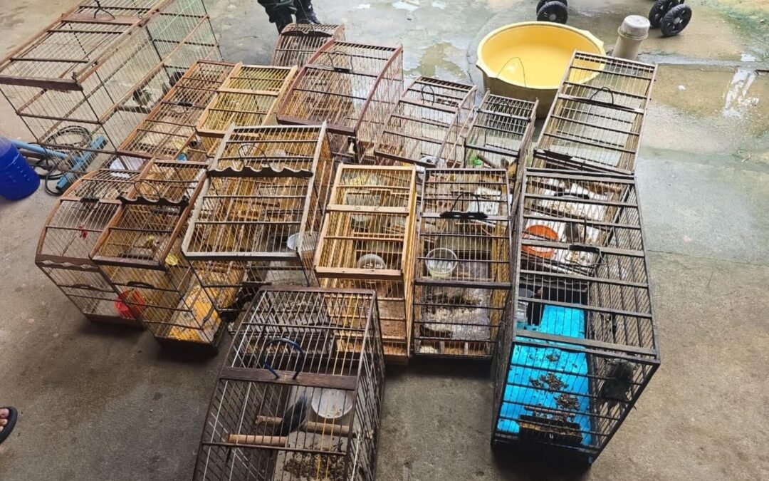 PM-AL resgata 89 aves silvestres durante fiscalização do Batalhão Ambiental no interior