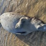 Peixe-boi é encontrado morto na Praia de São Bento, em Maragogi
