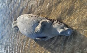 Peixe-boi é encontrado morto na Praia de São Bento, em Maragogi