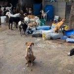 Abrigo São Cão mobiliza campanha para construir espaços protegidos para cães resgatados