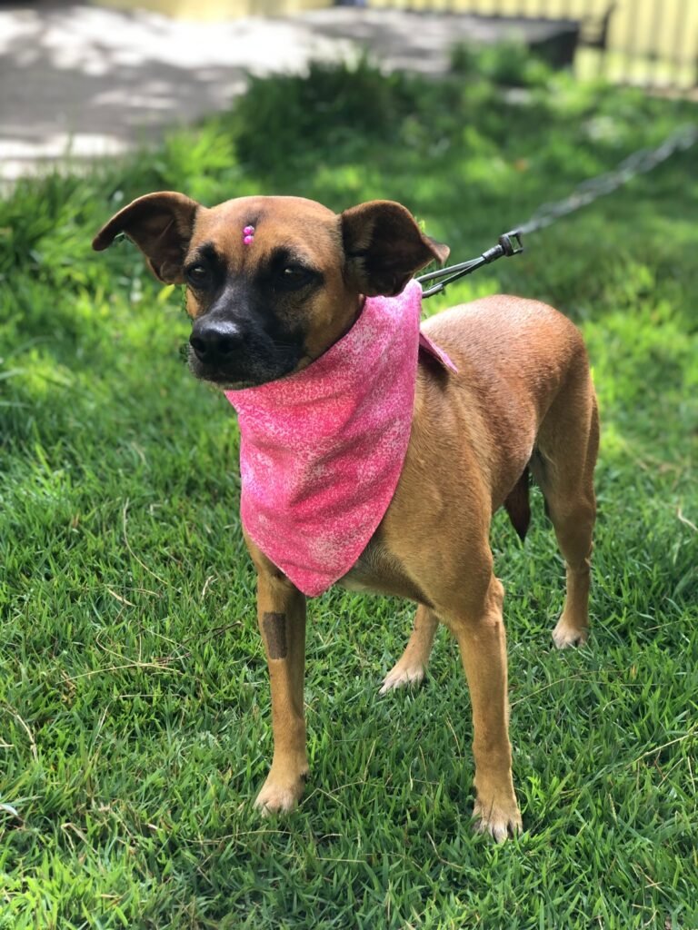 Praça Centenário recebe feira de adoção de cães e gatos neste sábado (30)