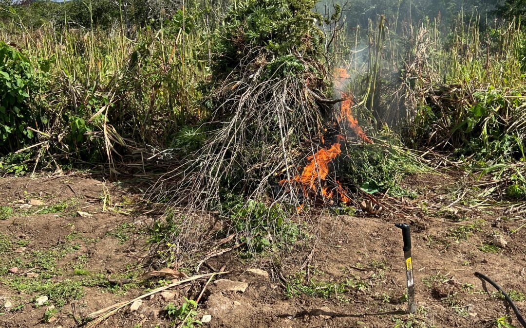Operação integrada erradica mais de 2,8 mil pés de maconha em AL e PE