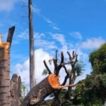 Alurb autua Equatorial por poda irregular de árvores na Cambona, em Maceió