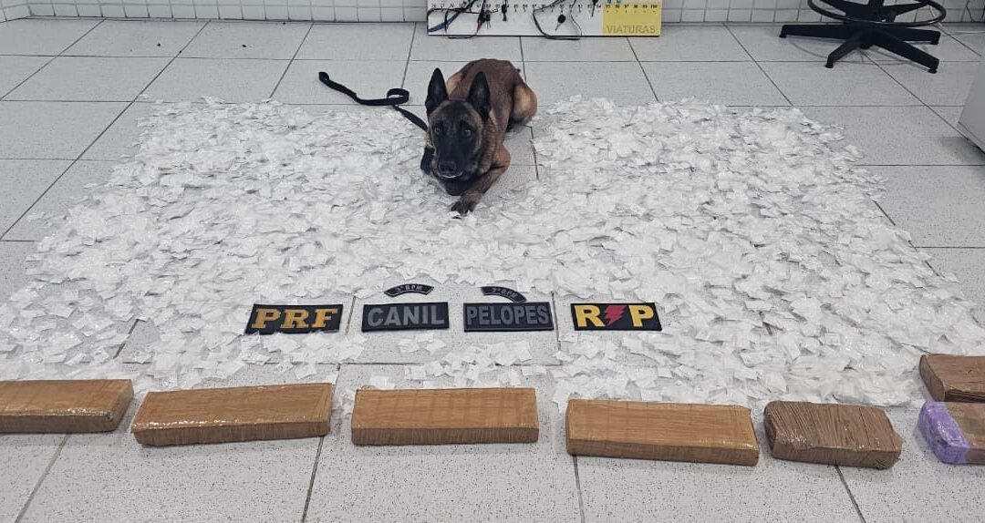 Operação apreende drogas avaliadas em R$ 500 mil e prende suspeito no sertão de Alagoas