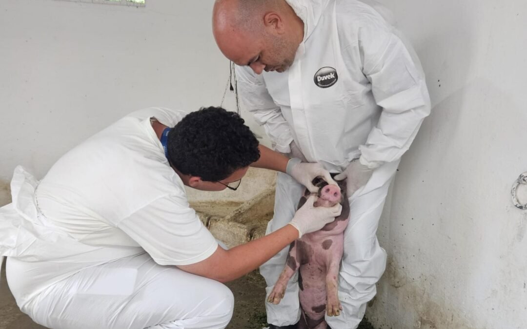 Adeal inicia vigilância sanitária em propriedades rurais para combater peste suína clássica