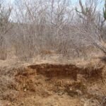 Caatinga: O gigante de branco que luta para não virar deserto