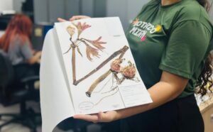 Herbário MAC promove mostra interativa sobre mulheres na ciência e flora brasileira em Maceió