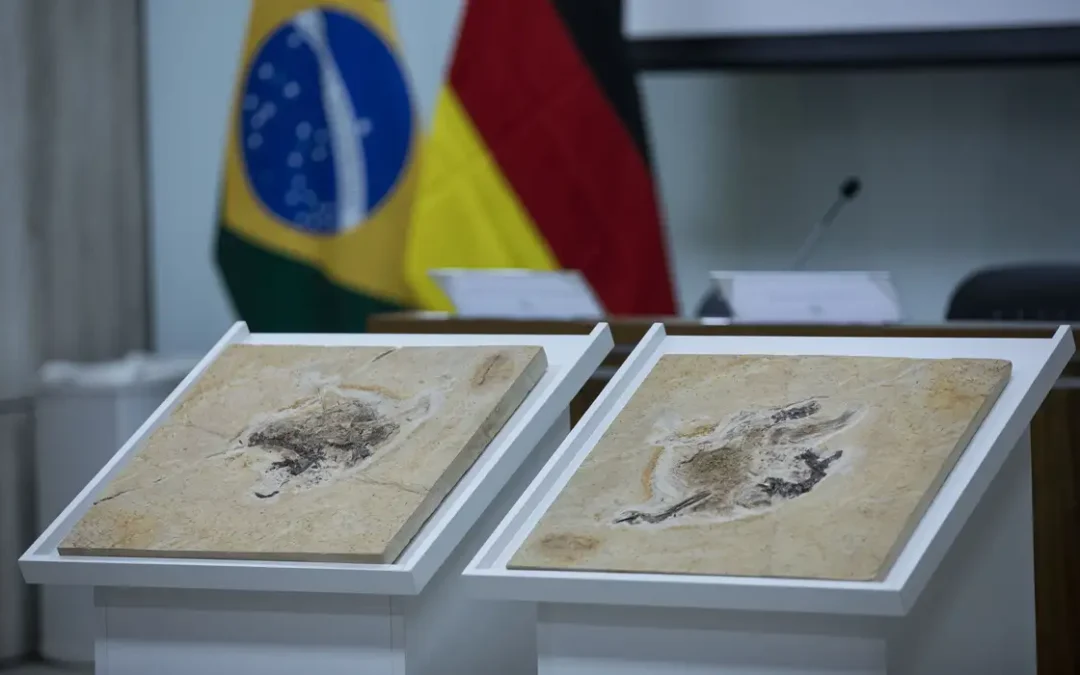 Brasil quer recuperar dinossauros e patrimônios que estão em 14 países