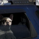 Cão pisa em espingarda dentro de carro e mulher é baleada nos Estados Unidos