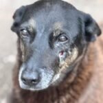 MP pede arquivamento do caso da morte do cão Orelha por “falta de provas”
