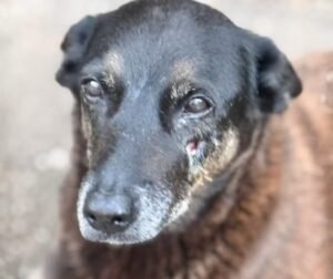 MP pede arquivamento do caso da morte do cão Orelha por "falta de provas"