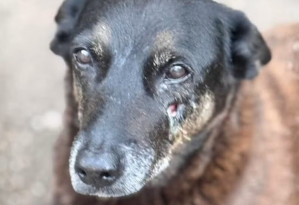 MP pede arquivamento do caso da morte do cão Orelha por “falta de provas”