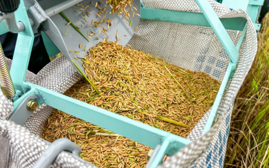 Produção de arroz cresce 41% no Baixo São Francisco em três anos