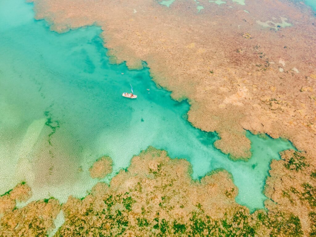 Projeto de restauração marinha atinge 500 corais em cultivo em Alagoas