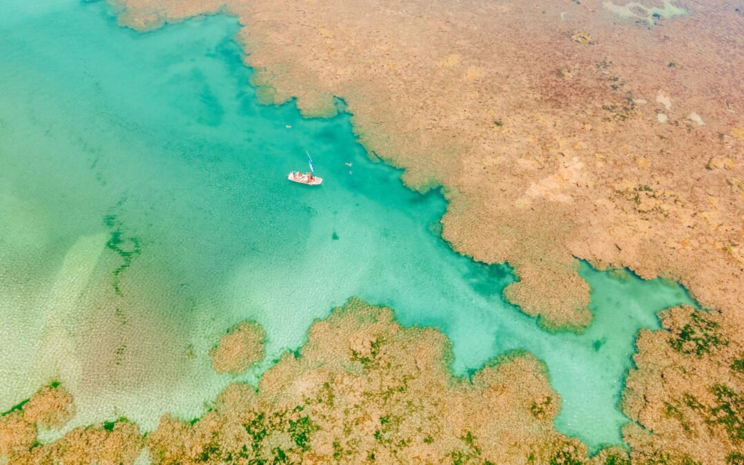 Projeto de restauração marinha atinge 500 corais em cultivo em Alagoas