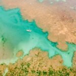 Projeto de restauração marinha atinge 500 corais em cultivo em Alagoas