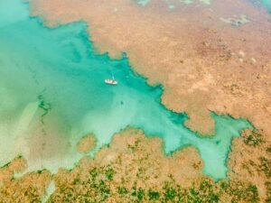 Projeto de restauração marinha atinge 500 corais em cultivo em Alagoas