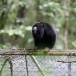 Após desaparecer da região, guariba-de-mãos-ruivas volta a habitar mata alagoana