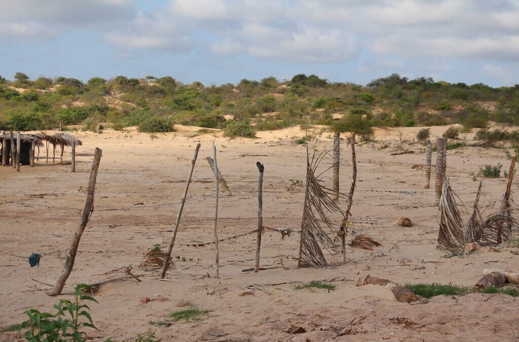 O desertificação avança e ameaça a vida