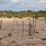 O desertificação avança e ameaça a vida