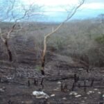 MPF aciona herdeiros por desmatamento em terra indígena Kariri-Xocó e cobra recuperação ambiental