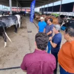 Tecnologia reprodutiva transforma pecuária familiar em Porto Real do Colégio