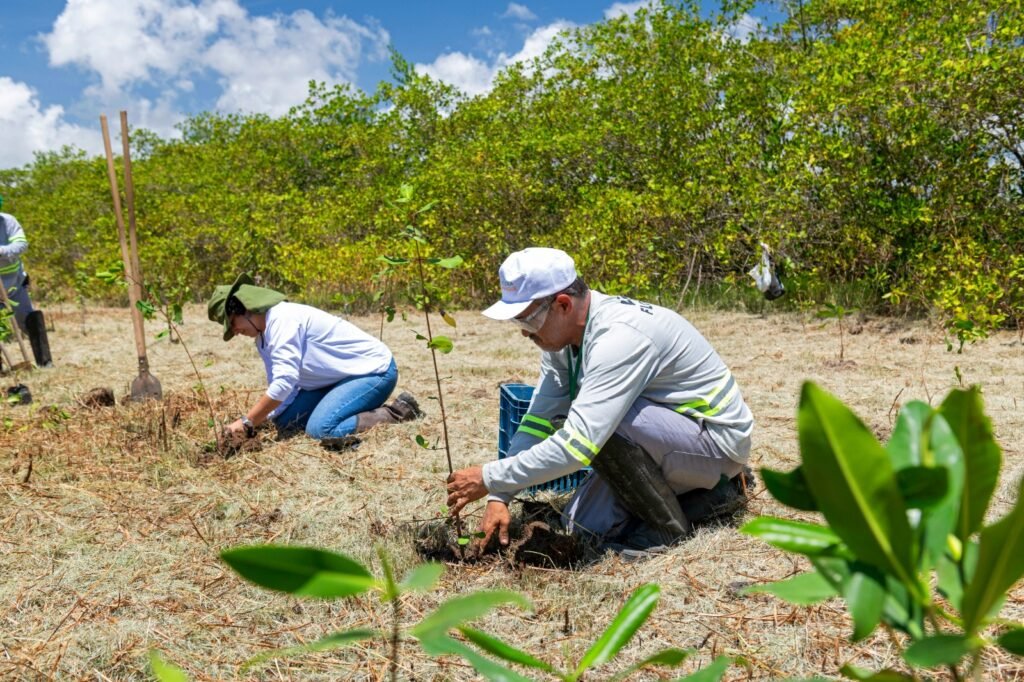 Projeto ambiental inicia plantio de 60 mil mudas em manguezal na APA Santa Rita
