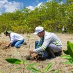 Projeto ambiental inicia plantio de 60 mil mudas em manguezal na APA Santa Rita