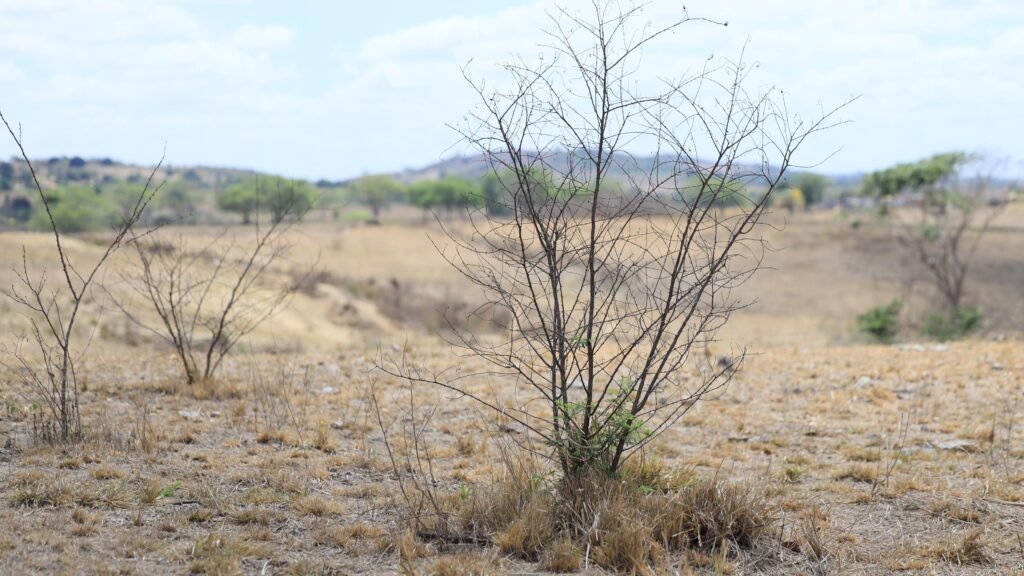 Dano ambiental em Traipu resulta em acordo de R$ 300 mil