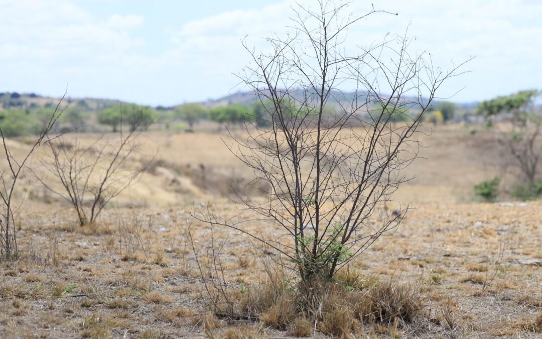 Dano ambiental em Traipu resulta em acordo de R$ 300 mil