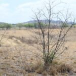 Dano ambiental em Traipu resulta em acordo de R$ 300 mil