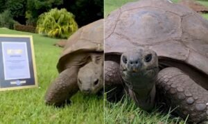 Aos 194 anos, tartaruga mais velha do mundo recebe homenagem do Guinness