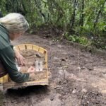 Cetas devolve 164 animais silvestres à natureza em área de Mata Atlântica de Alagoas