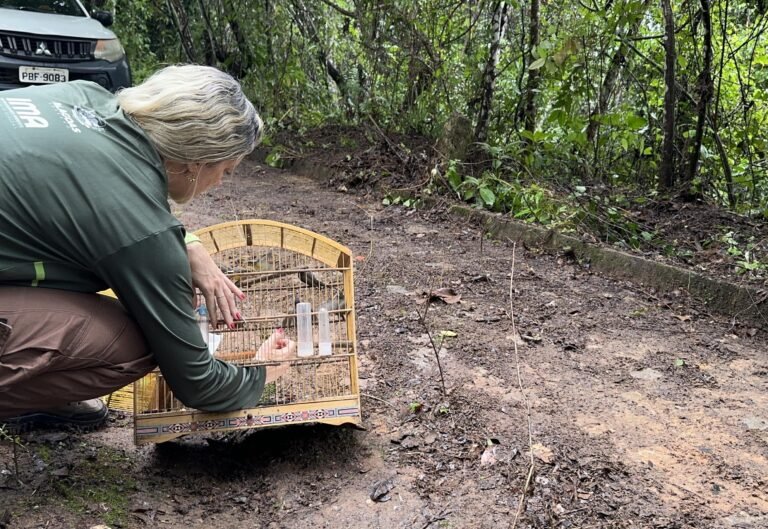 Cetas devolve 164 animais silvestres à natureza em área de Mata Atlântica de Alagoas