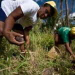 Lei reconhece ofício das quebradeiras de coco babaçu como manifestação da cultura nacional