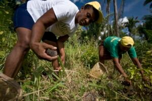 Lei reconhece ofício das quebradeiras de coco babaçu como manifestação da cultura nacional