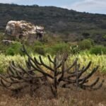 Nova política nacional busca recuperar áreas degradadas da Caatinga e combater desertificação